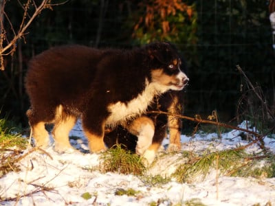 Les chiots de Berger Australien