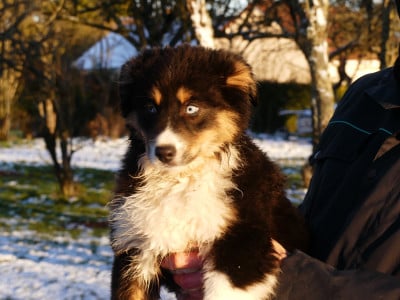 Les chiots de Berger Australien