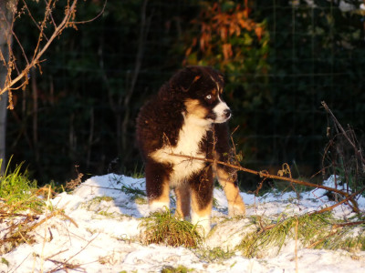 Les chiots de Berger Australien