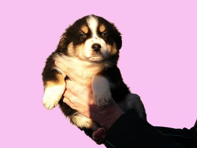 Les chiots de Berger Australien