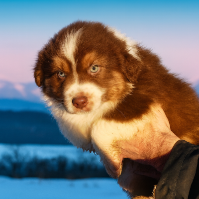 Les chiots de Berger Australien