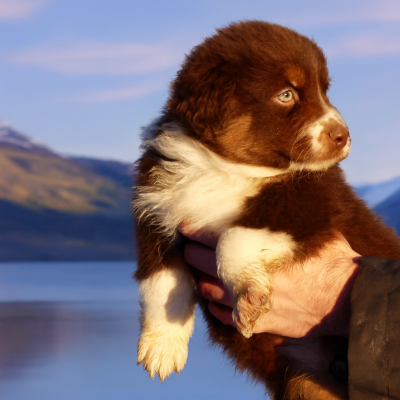 Les chiots de Berger Australien