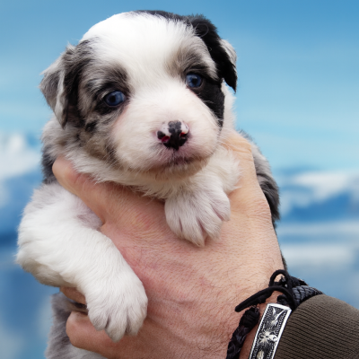 Les chiots de Berger Australien