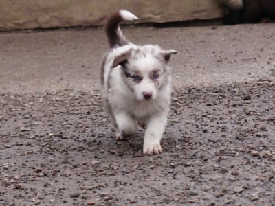 Les chiots de Berger Australien