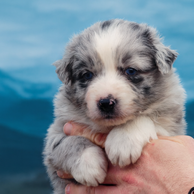Les chiots de Berger Australien
