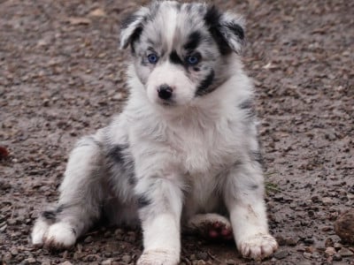 Les chiots de Berger Australien