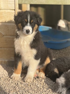 Les chiots de Berger Australien