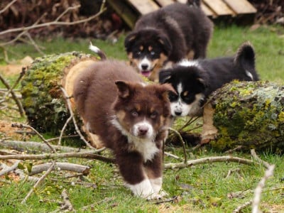 Les chiots de Berger Australien