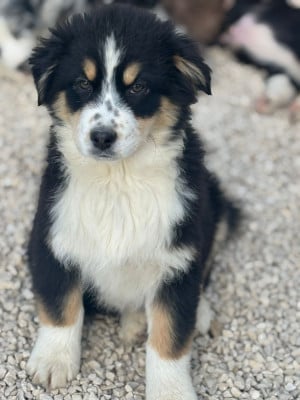Les chiots de Berger Australien
