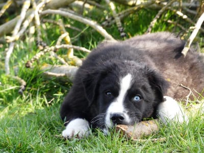 Les chiots de Berger Australien