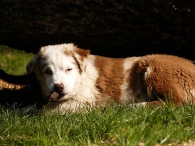 Les chiots de Berger Australien