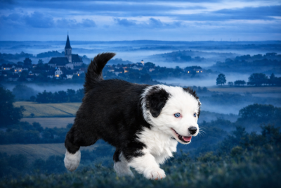 Les chiots de Berger Australien