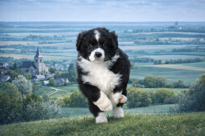 Les chiots de Berger Australien