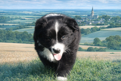 Les chiots de Berger Australien