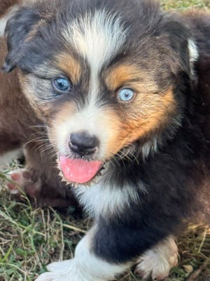 Les chiots de Berger Australien