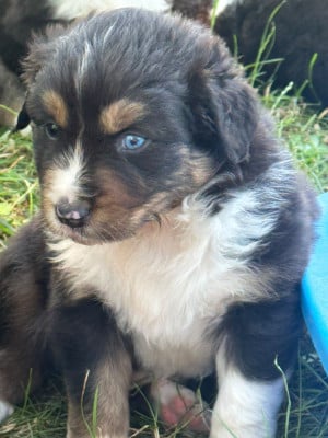 Les chiots de Berger Australien