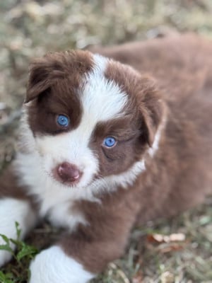Les chiots de Berger Australien