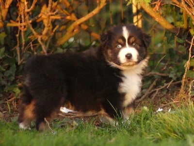 Les chiots de Berger Australien