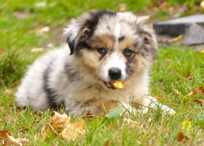 Les chiots de Berger Australien