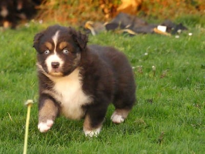 Les chiots de Berger Australien