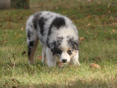 Les chiots de Berger Australien