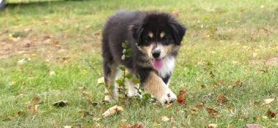 Les chiots de Berger Australien