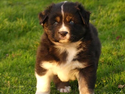 Les chiots de Berger Australien