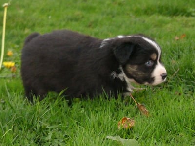 Les chiots de Berger Australien
