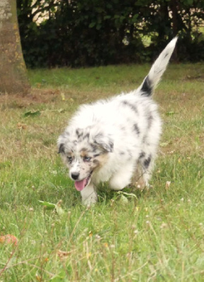 Les chiots de Berger Australien