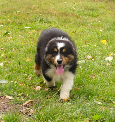 Les chiots de Berger Australien