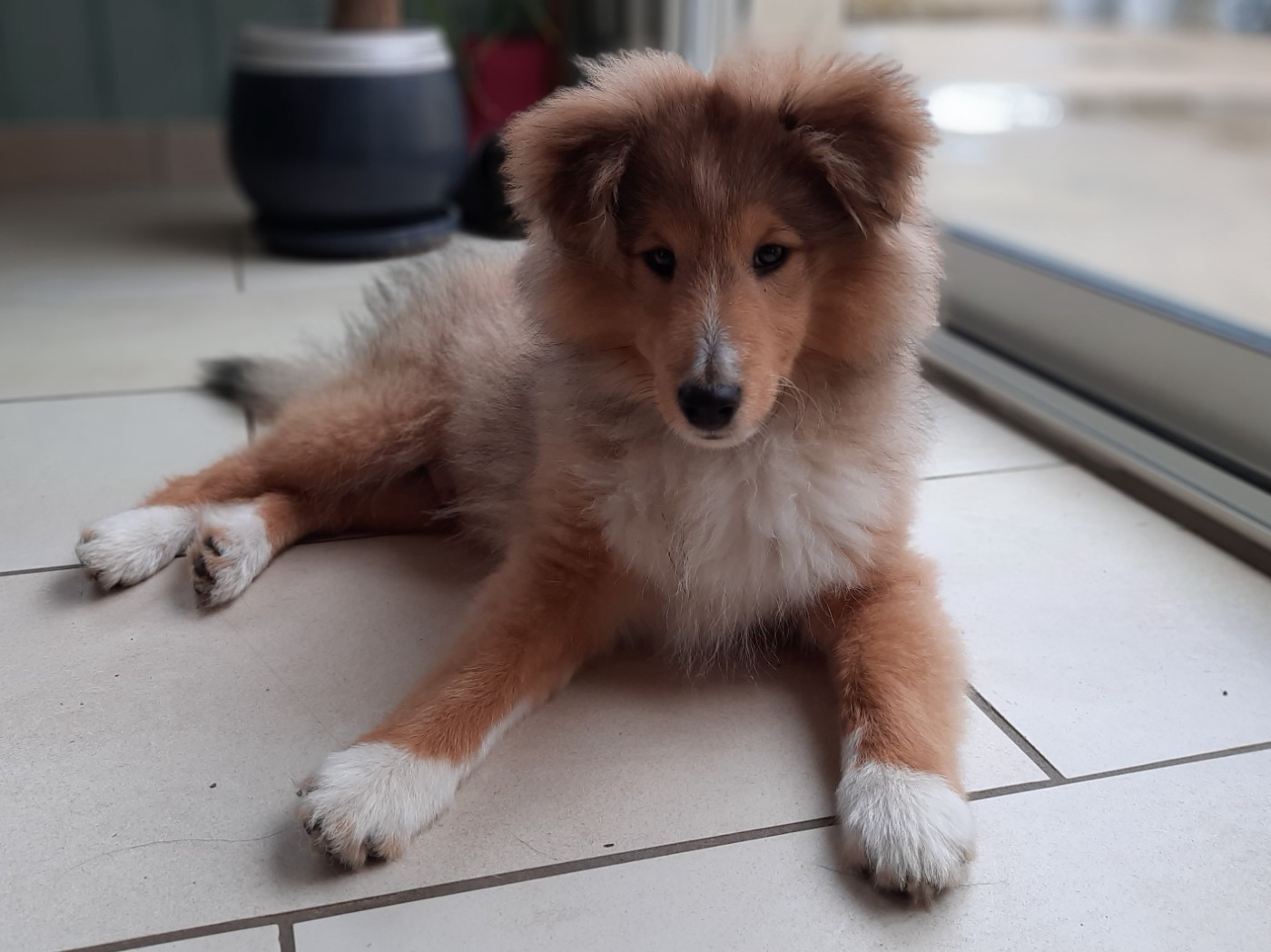 Unforgettable sunrise Des mille Eclats des Tournesols