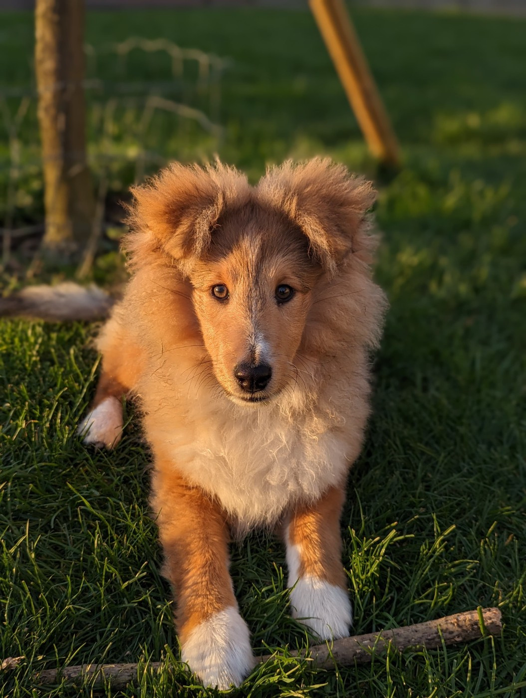 Unforgettable sunrise Des mille Eclats des Tournesols