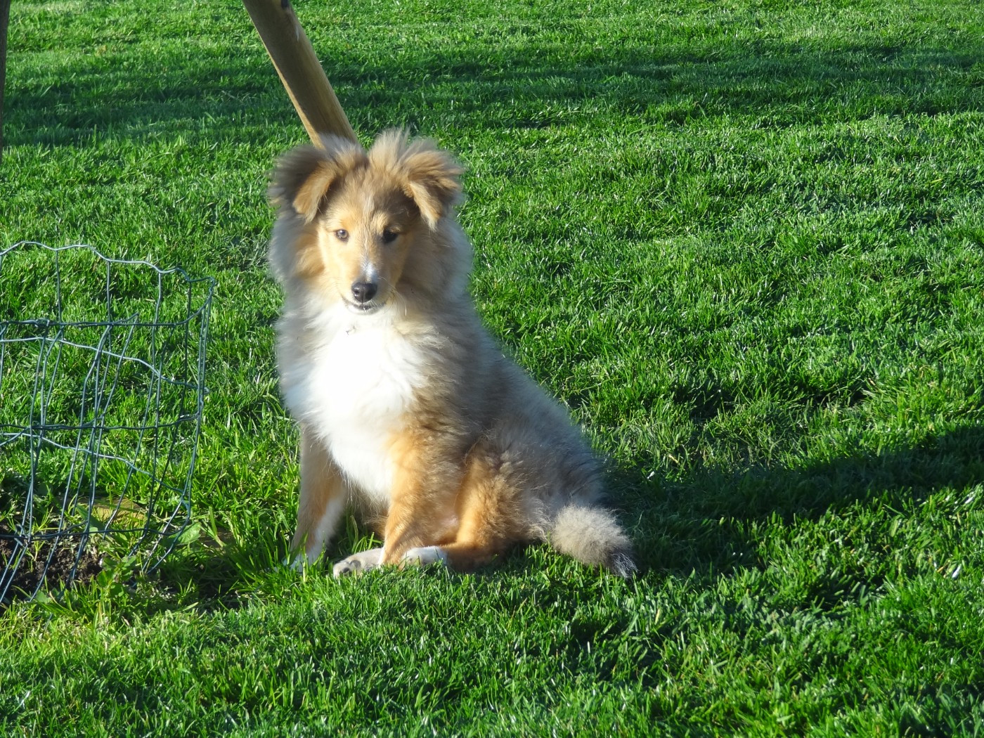 Unforgettable sunrise Des mille Eclats des Tournesols