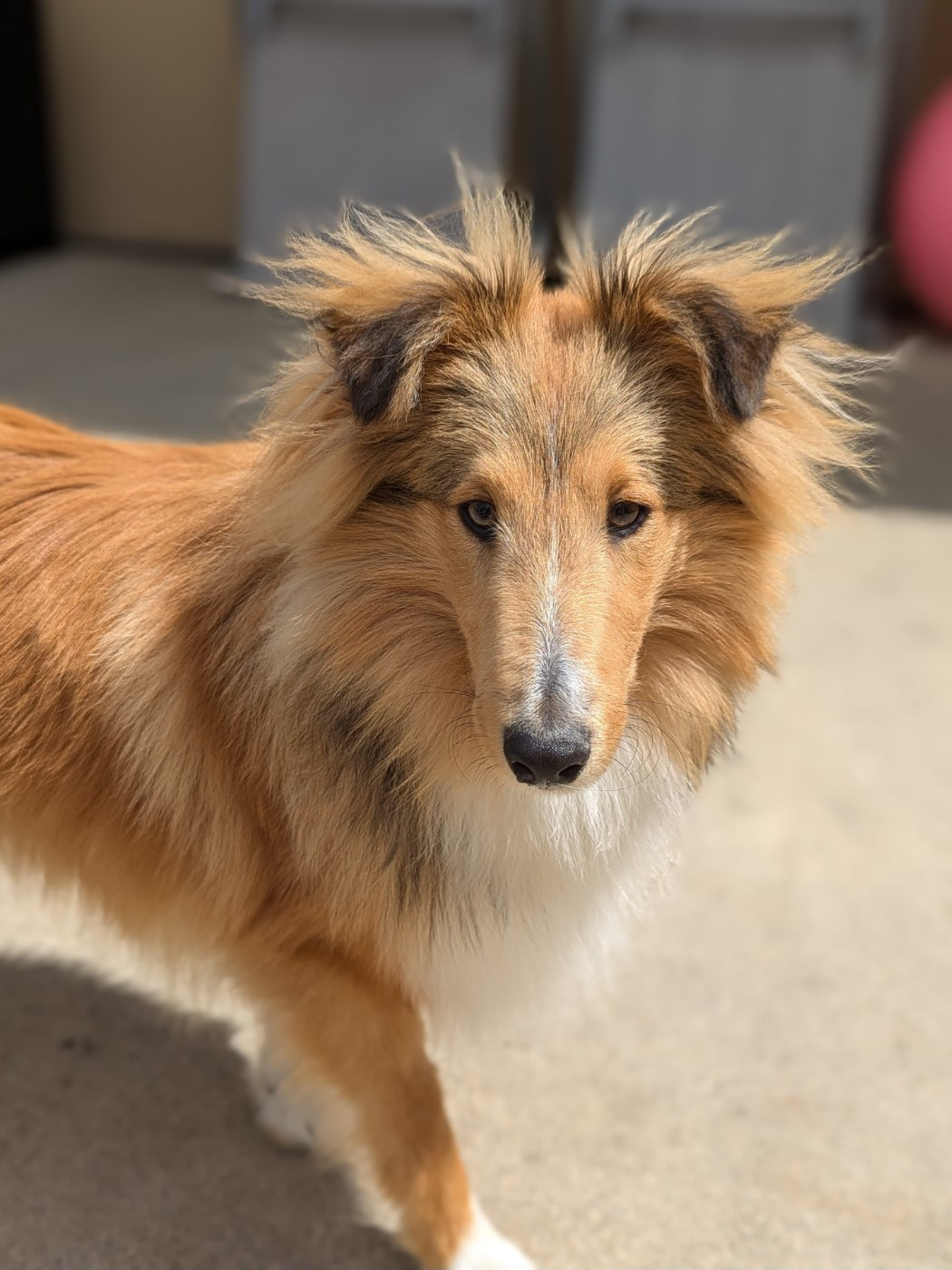 Unforgettable sunrise Des mille Eclats des Tournesols