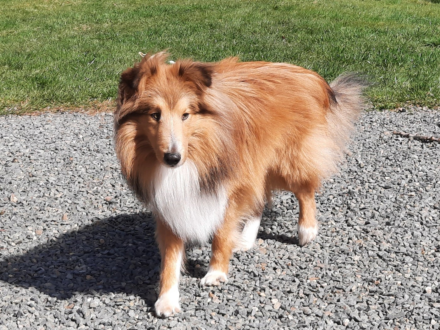 Unforgettable sunrise Des mille Eclats des Tournesols