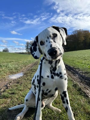 Étalon Dalmatien - Ubiwan des Terres de Dai