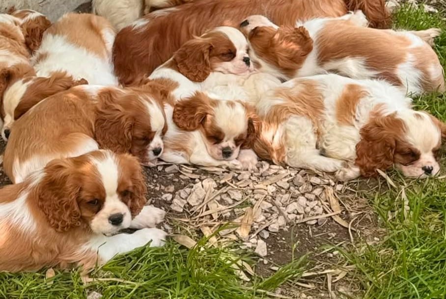 Cavalier King Charles Spaniel - des Terres de Dai
