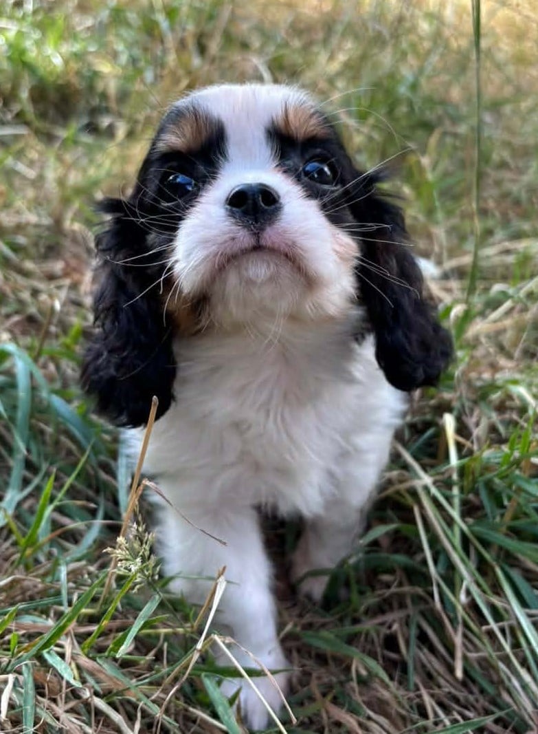 MALE 1 - Cavalier King Charles Spaniel