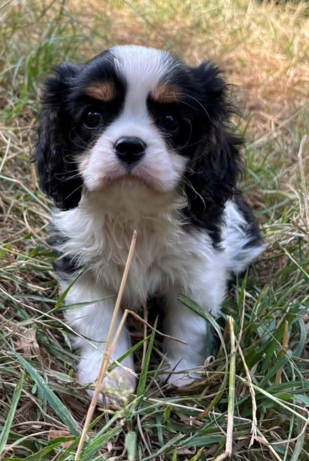 MALE 2 - Cavalier King Charles Spaniel