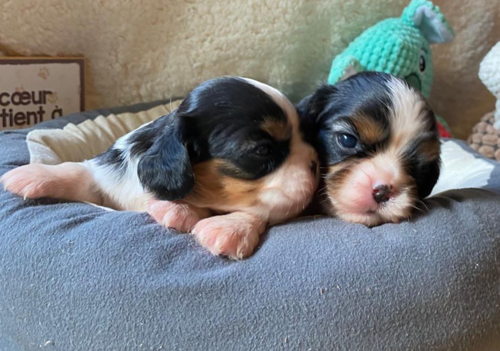 CHIOT 4 - Cavalier King Charles Spaniel