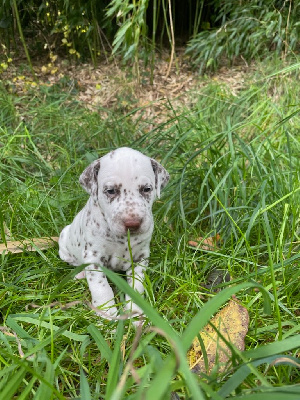 Les chiots de Dalmatien