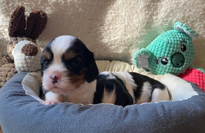 Les chiots de Cavalier King Charles Spaniel