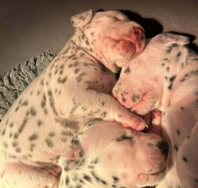 Les chiots de Dalmatien