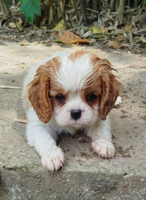 Les chiots de Cavalier King Charles Spaniel