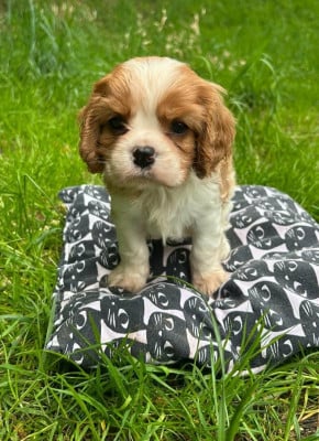 Les chiots de Cavalier King Charles Spaniel