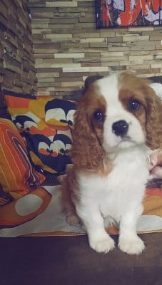 Les chiots de Cavalier King Charles Spaniel