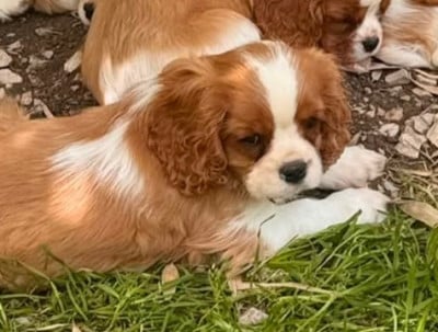 Les chiots de Cavalier King Charles Spaniel
