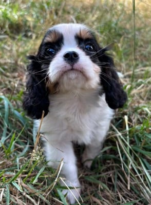 Les chiots de Cavalier King Charles Spaniel