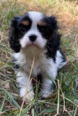 Les chiots de Cavalier King Charles Spaniel