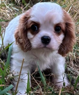 Les chiots de Cavalier King Charles Spaniel